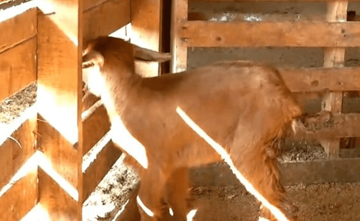 Κατσικάκι γεννήθηκε με τρία πόδια σε κτηνοτροφική μονάδα (vid)