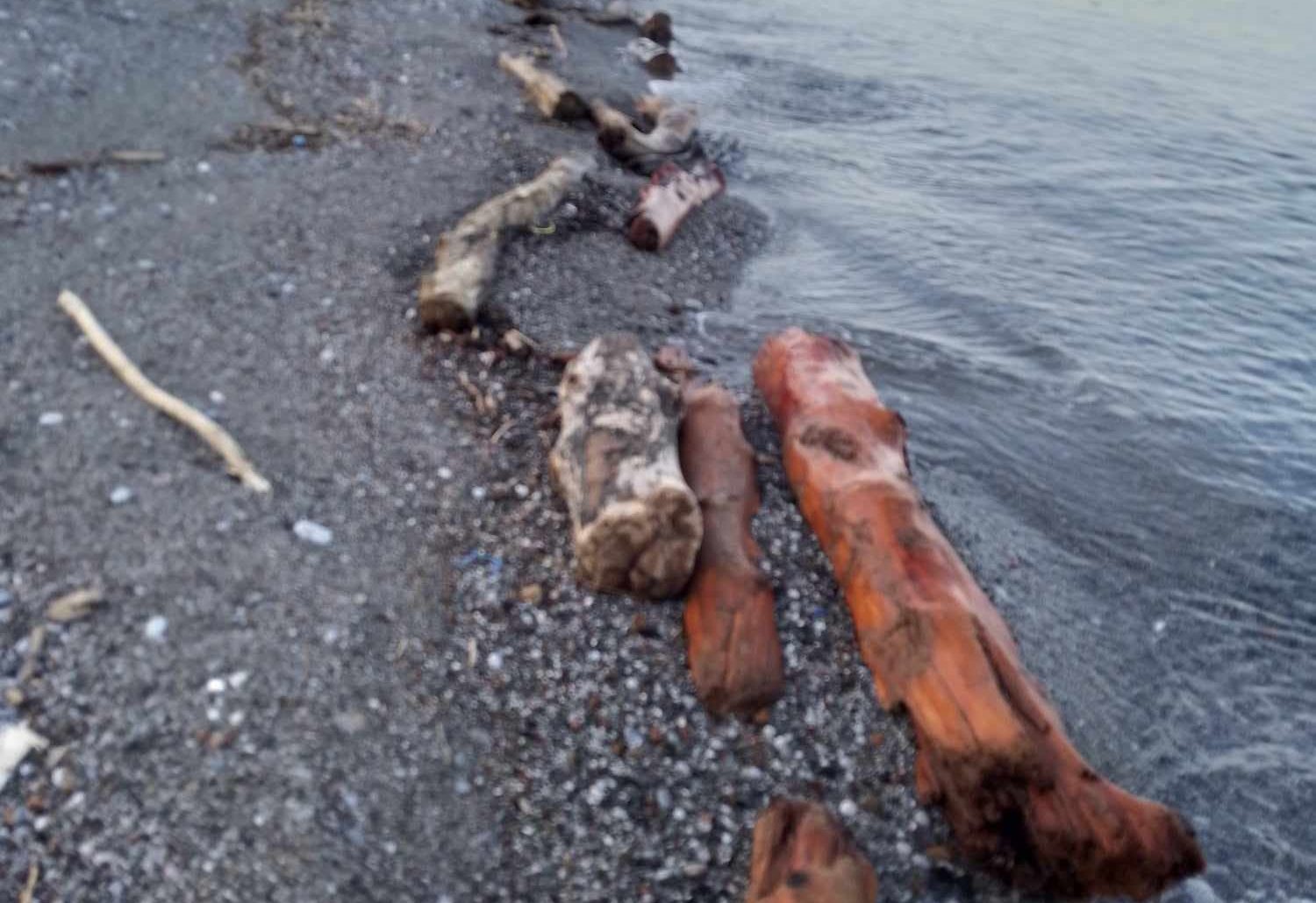 Εύβοια: Παραλίες γέμισαν με ξύλα – Δήμαρχος καλεί τους πολίτες να τα μαζέψουν για καύσιμη ύλη