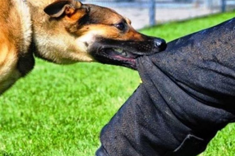 Εύβοια: Αδέσποτα σκυλιά του όρμησαν την ώρα που έκανε τζόκινγκ – Τον έσωσε περαστικός