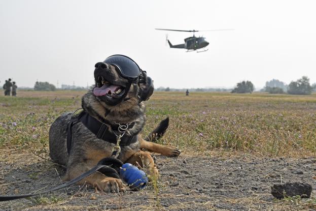 Σκύλοι καλούνται να «καταταγούν» στις Ένοπλες Δυνάμεις – Ποια είναι τα χαρακτηριστικά τους