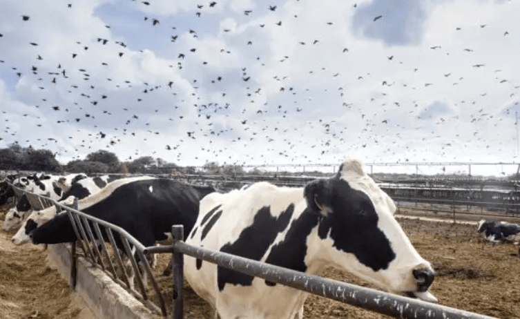 SOS: Αγελάδες γαλακτοπαραγωγής θετικές στη γρίπη των πτηνών