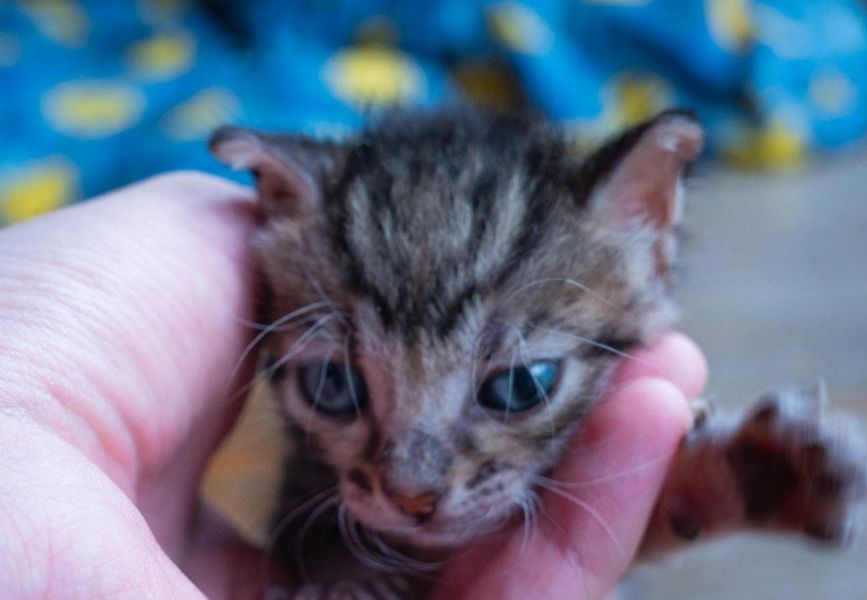 Κτηνωδία στην Εύβοια: Πέταξαν γατάκια στα σκουπίδια