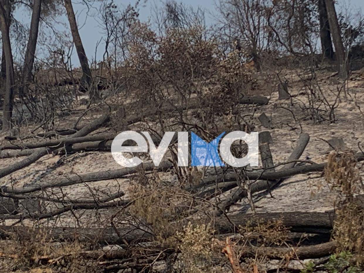 Τα δέντρα για την αναδάσωση στη Βόρεια Εύβοια «κόλλησαν» στη… Ροδόπη