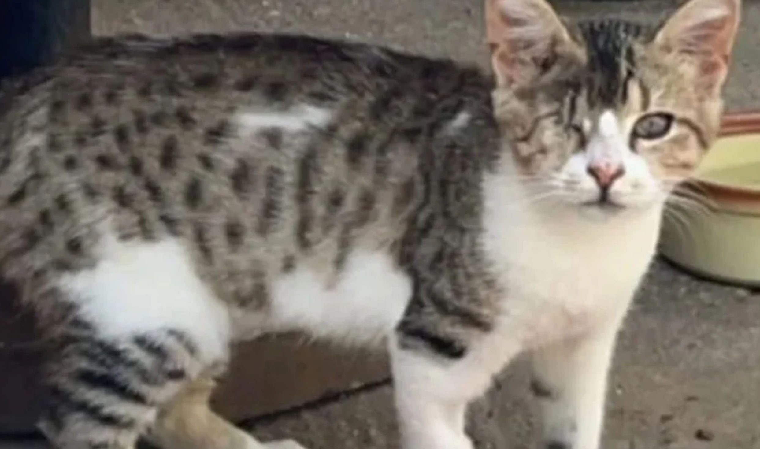 Προσοχή: Έχεις δει αυτή τη γάτα; – Αγνοείται για 8η μέρα ο μικρός Rodri