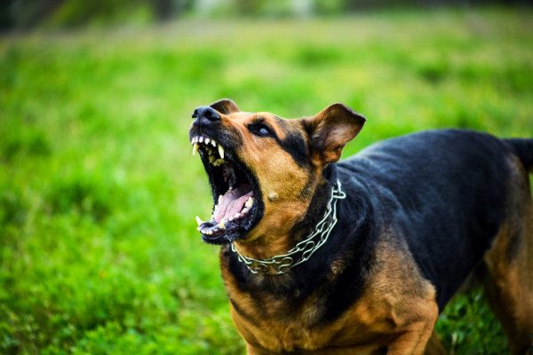 Άγρια επίθεση σκύλου σε 33χρονο στο Βόλο – Ακρωτηριάστηκε το χείλος του