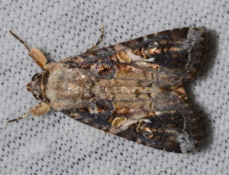 Spodoptera frugiperda: «Επικίνδυνη πεταλούδα» στην Εύβοια- Ποιες καλλιέργειες καταστρέφει