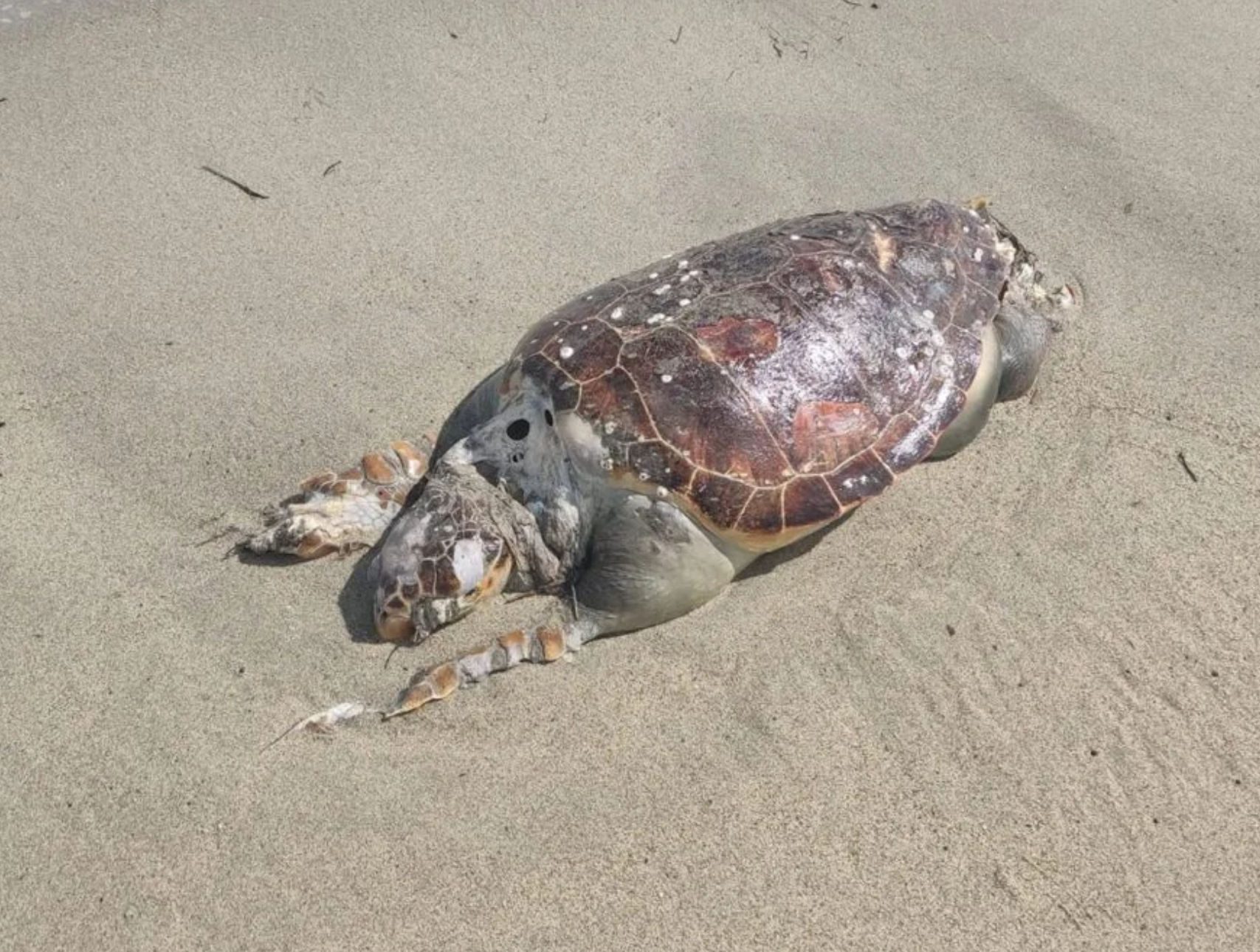 Θαλάσσια χελώνα ξεβράστηκε νεκρή σε παραλία