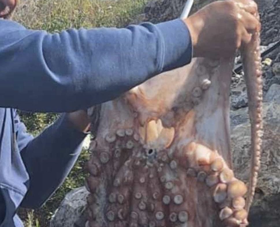 «Τρελή» ψαριά στην Εύβοια: Έπιασε χταπόδι 12 κιλά