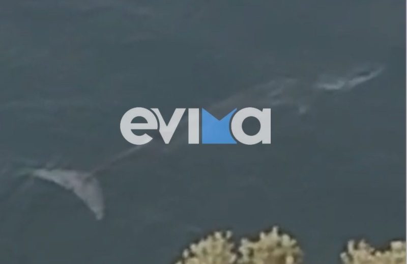 Νέο βίντεο με τη φάλαινα στην Εύβοια – Εμφανίστηκε και σε άλλη παραλία