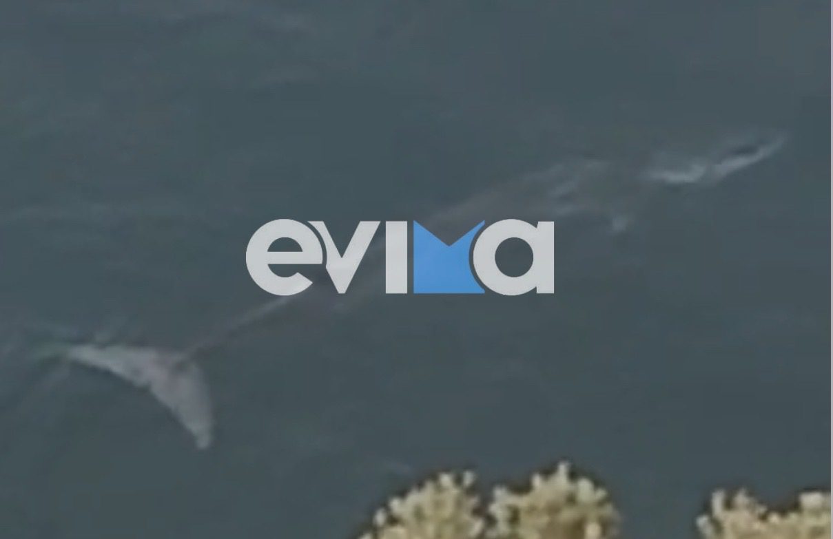 Φάλαινα εμφανίστηκε σε παραλία της Εύβοιας – Συγκλονιστικά βίντεο
