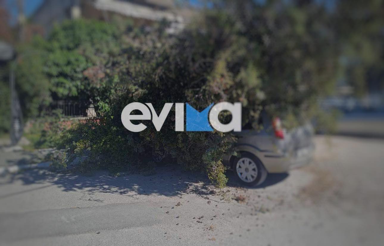 Εύβοια: Δέντρο ξεριζώθηκε από τον αέρα και πλάκωσε ΙΧ (εικόνες)