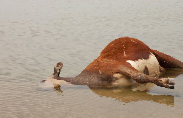 Εύβοια: Πληρώνουν για τα νεκρά ζώα οι κτηνοτρόφοι – Τα ποσά