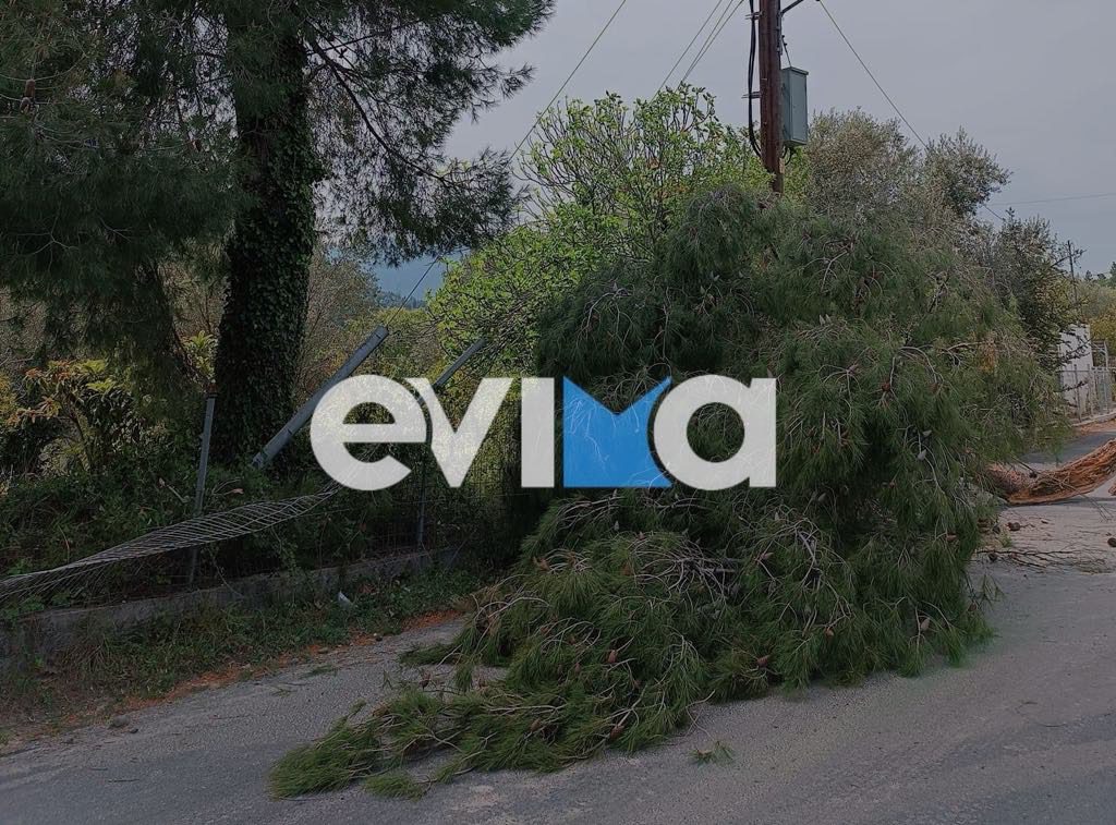 Εύβοια: Έπεσε δέντρο σε κεντρικό δρόμο (pics)