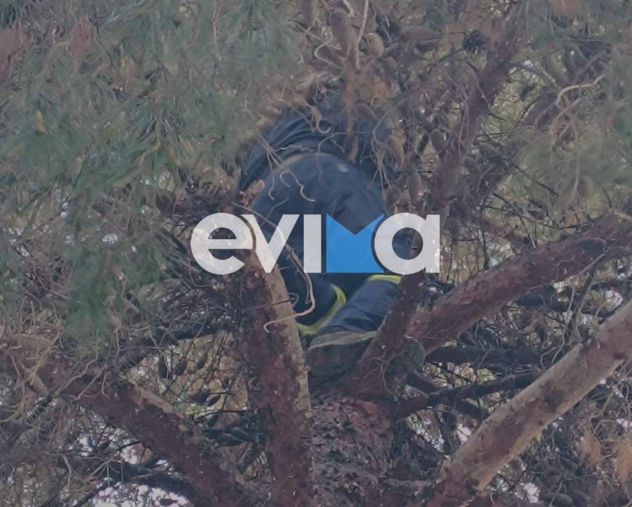 Εύβοια: Γάτα εγκλωβίστηκε σε δέντρο ύψους 12 μέτρων – Σωτήρια επέμβαση εθελοντών ΕΣΔΔΕ (pics)