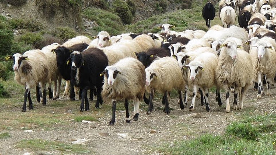 Έκλεψαν κοπάδι πρόβατα αλλά έπεσαν πάνω σε περιπολία αστυνομικών