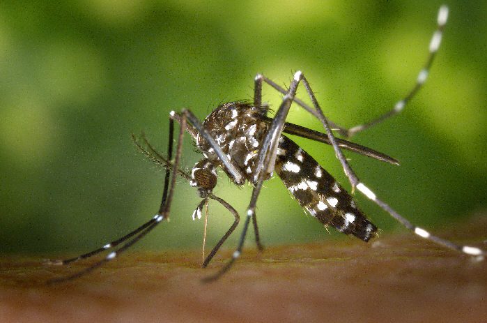 Η Ευρώπη υπό την απειλή κουνουπιών: Μπαράζ κρουσμάτων δάγκειου πυρετού