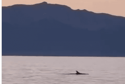 Ηλιοβασίλεμα με δελφίνια στην Εύβοια: Δείτε το μαγευτικό βίντεο