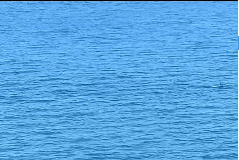 Τα δελφίνια επισκέφθηκαν και πάλι την Εύβοια- Νέα μαγευτικά πλάνα- Σε ποια παραλία βρίσκονται