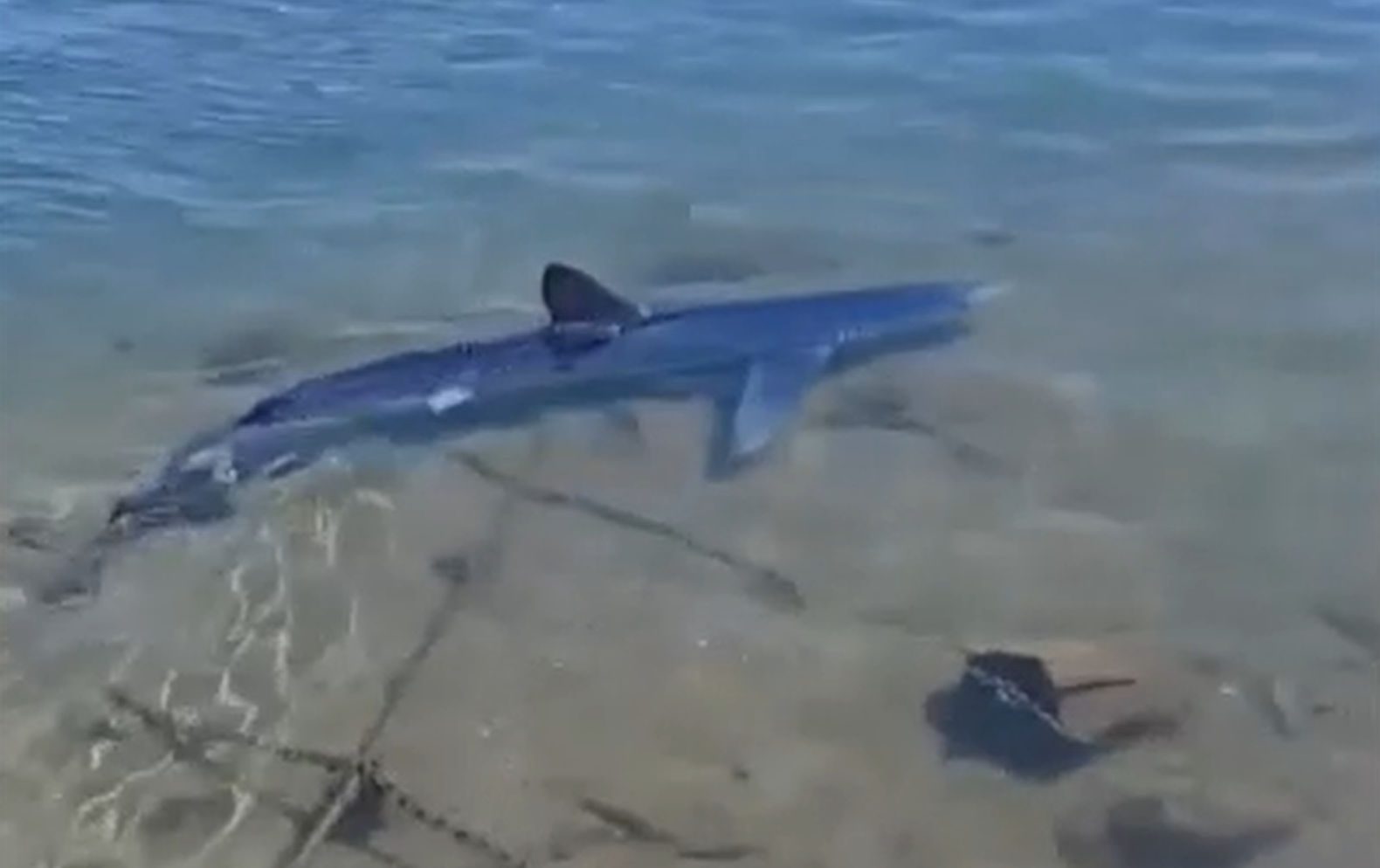 Τι λένε οι ειδικοί για τον γαλάζιο καρχαρία που εντοπίστηκε σε μαρίνα στη Γλυφάδα