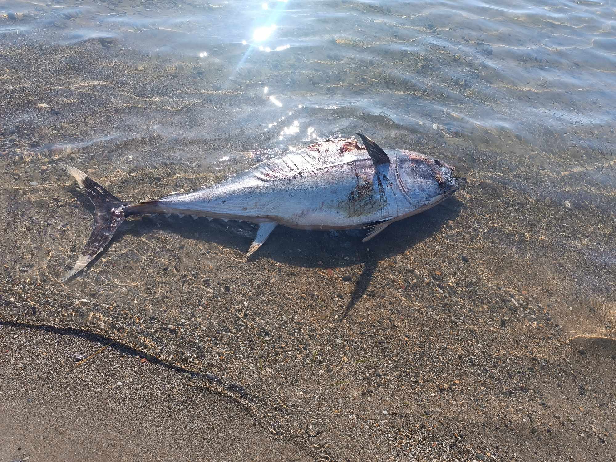 Εύβοια: «Ξέβρασε» τεράστιο τραυματισμένο ψάρι η θάλασσα