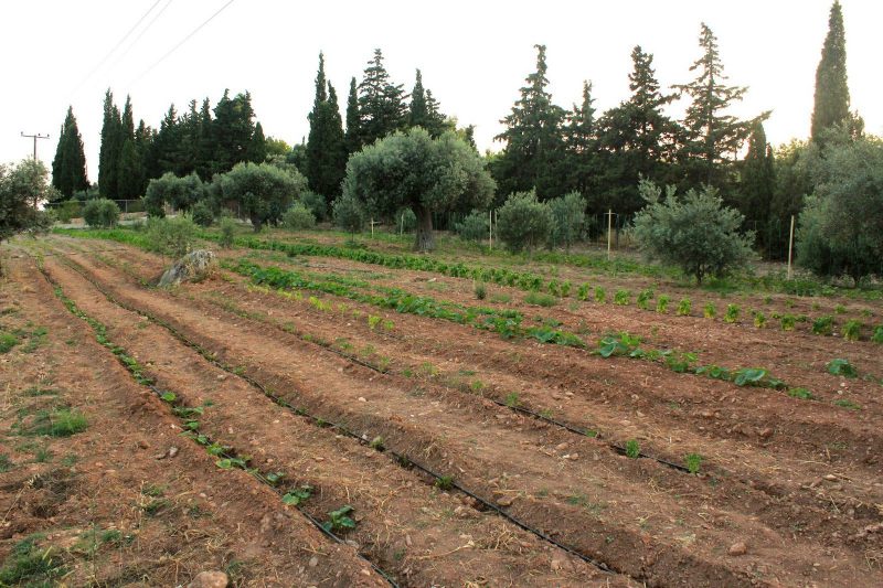Καμπάνα 3.093€ για αγρότη στην Εύβοια – Τι έκανε