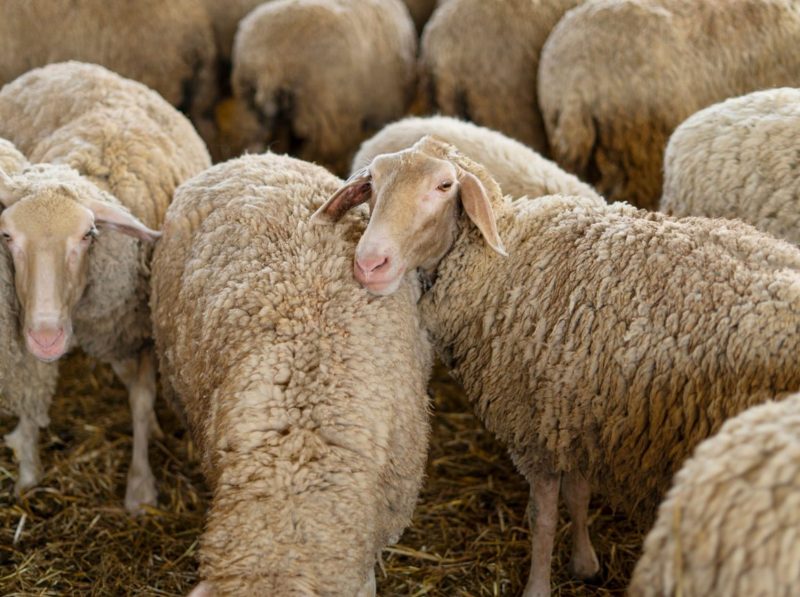 Αδιανόητο: Βασανιστικός θάνατος 27 πρόβατα- Τα κλείδωσαν σε αποθήκη χωρίς νερό και φαγητό Αδιανόητο: Βασανιστικός θάνατος 27 πρόβατα- Τα κλείδωσαν σε αποθήκη χωρίς νερό και φαγητό