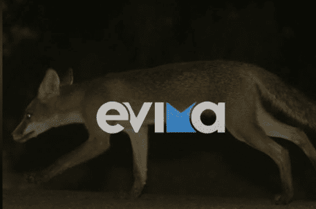 Η «πονηρή αλεπού» κάνει βόλτες στην Εύβοια- Πού εντοπίστηκε για τρίτη φορά Η «πονηρή αλεπού» κάνει βόλτες στην Εύβοια- Πού εντοπίστηκε για τρίτη φορά