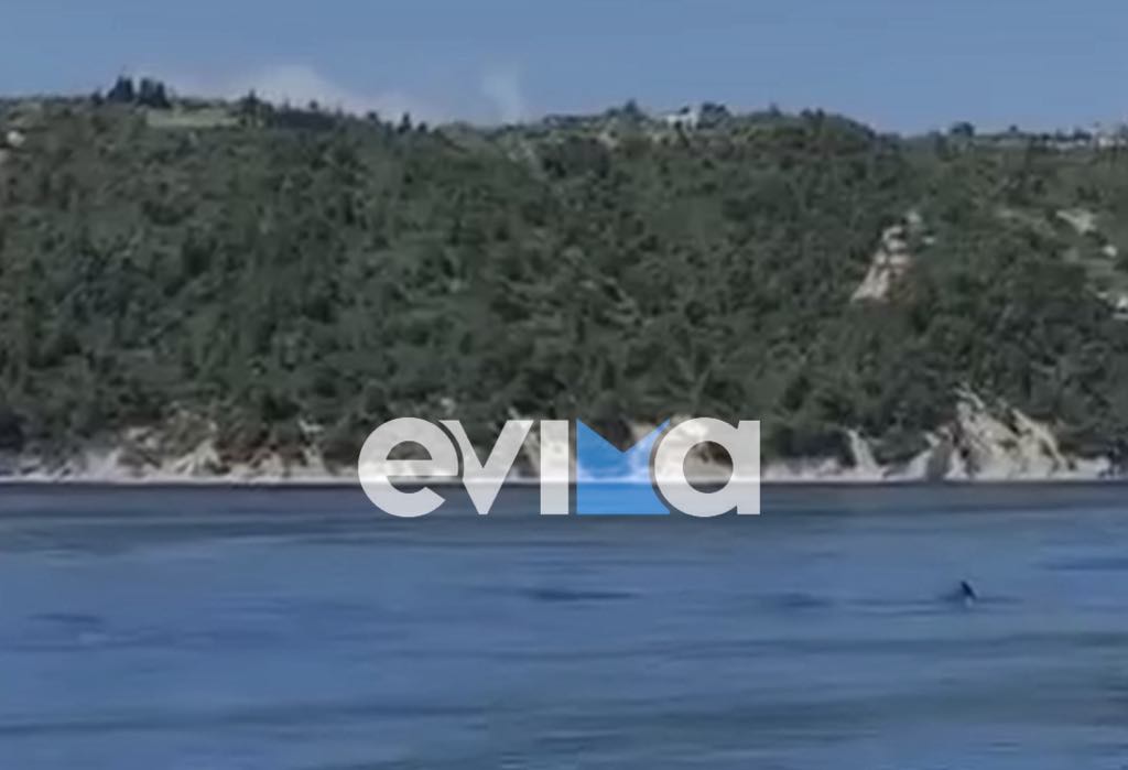 Εύβοια: Δελφίνια ακολουθούν jet ski στον κόλπο της Κύμης (βίντεο) Εύβοια: Δελφίνια ακολουθούν jet ski στον κόλπο της Κύμης (βίντεο)