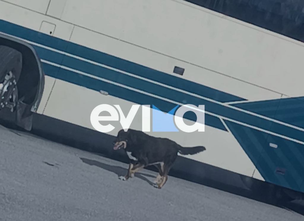 Απίστευτο συμβάν στην Εύβοια: Σκύλος μπήκε σε σχολικό λεωφορείο και δεν κατέβαινε Απίστευτο συμβάν στην Εύβοια: Σκύλος μπήκε σε σχολικό λεωφορείο και δεν κατέβαινε