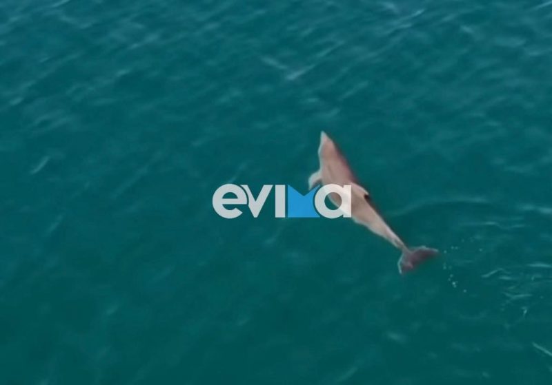 Σε αυτές τις παραλίες θα βρείτε δελφίνια στην Εύβοια Σε αυτές τις παραλίες θα βρείτε δελφίνια στην Εύβοια