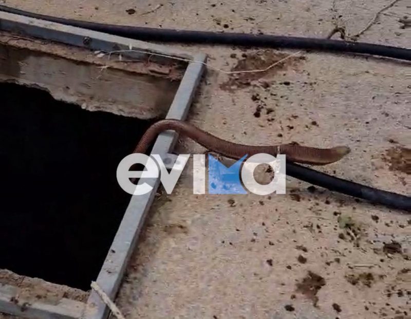 Εύβοια: Άνδρες «έπεσαν» σε πηγάδι για να σώσουν φίδι Εύβοια: Άνδρες «έπεσαν» σε πηγάδι για να σώσουν φίδι