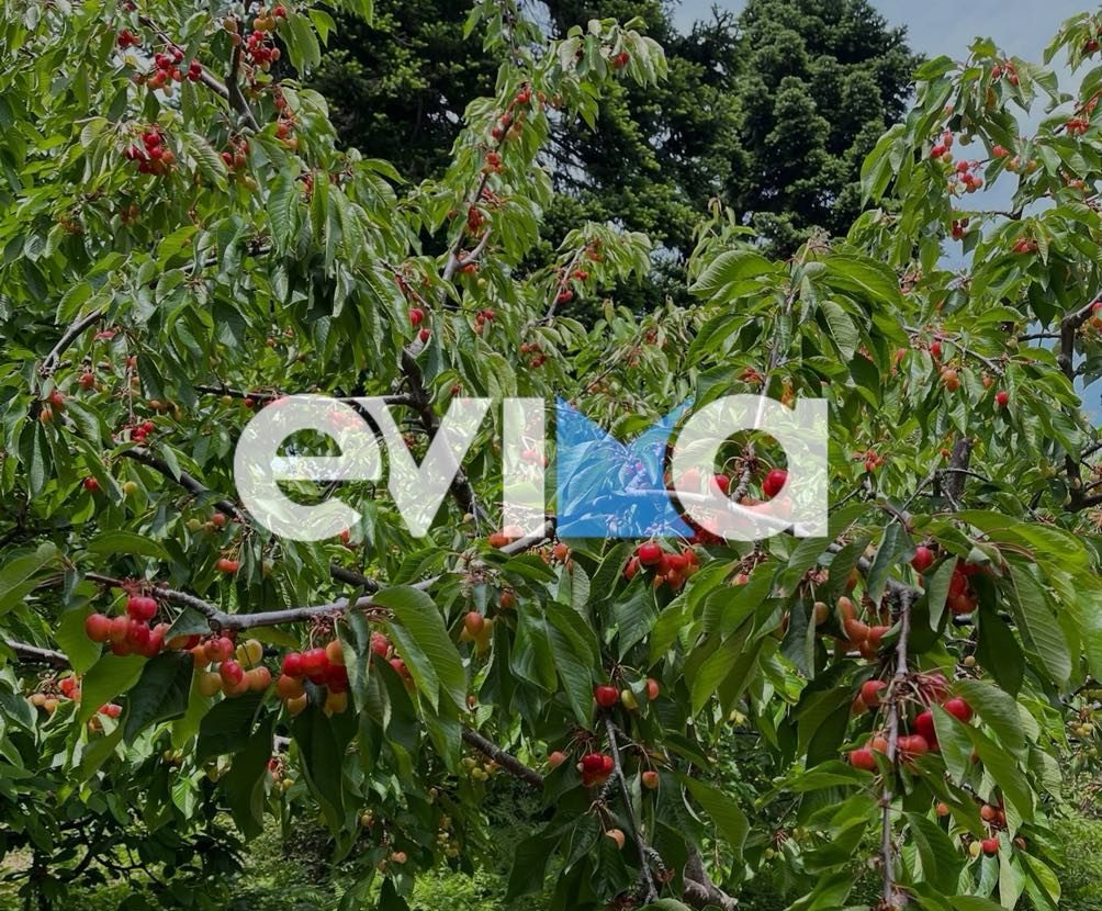 H εποχή του κερασιού ξεκίνησε στην Εύβοια! Σε αυτό το χωριό μάζεψαν τα πρώτα (εικόνες) H εποχή του κερασιού ξεκίνησε στην Εύβοια! Σε αυτό το χωριό μάζεψαν τα πρώτα (εικόνες)