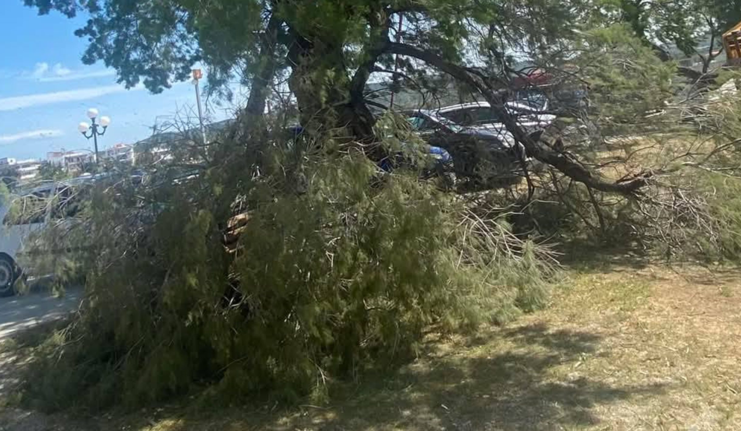 Εύβοια: Η απάντηση του δήμου για το… κλαδί στον Κάραβο Εύβοια: Η απάντηση του δήμου για το… κλαδί στον Κάραβο
