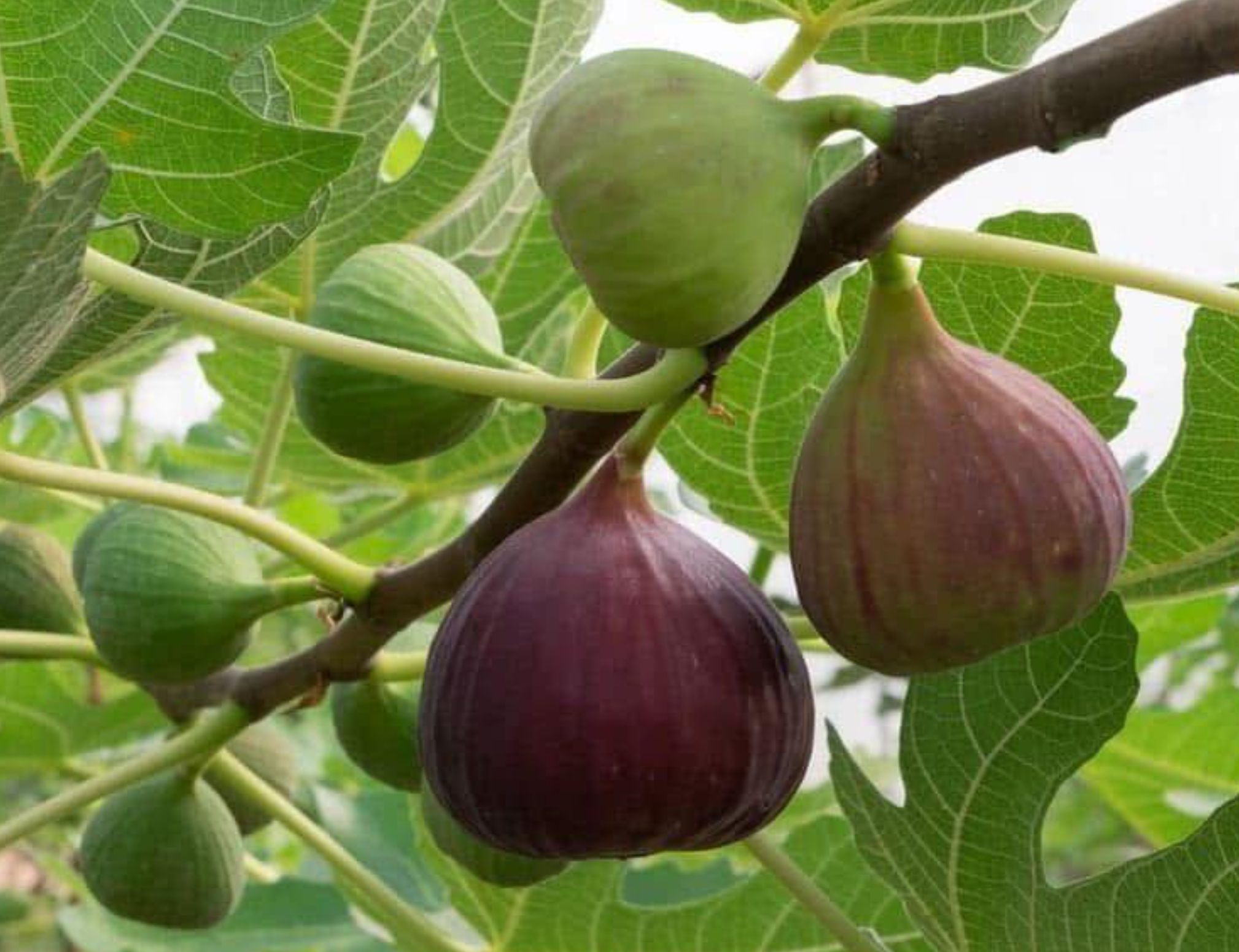 Ποιοι αγρότες θα λάβουν επίδομα 205 ευρώ μέχρι τον Δεκέμβρη στην Εύβοια Ποιοι αγρότες θα λάβουν επίδομα 205 ευρώ μέχρι τον Δεκέμβρη στην Εύβοια