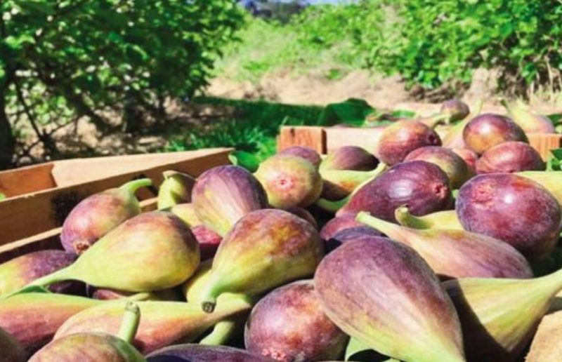 Εύβοια: Σε τι ποσό ανέρχεται η αποζημίωση για τους συκοπαραγωγούς Εύβοια: Σε τι ποσό ανέρχεται η αποζημίωση για τους συκοπαραγωγούς