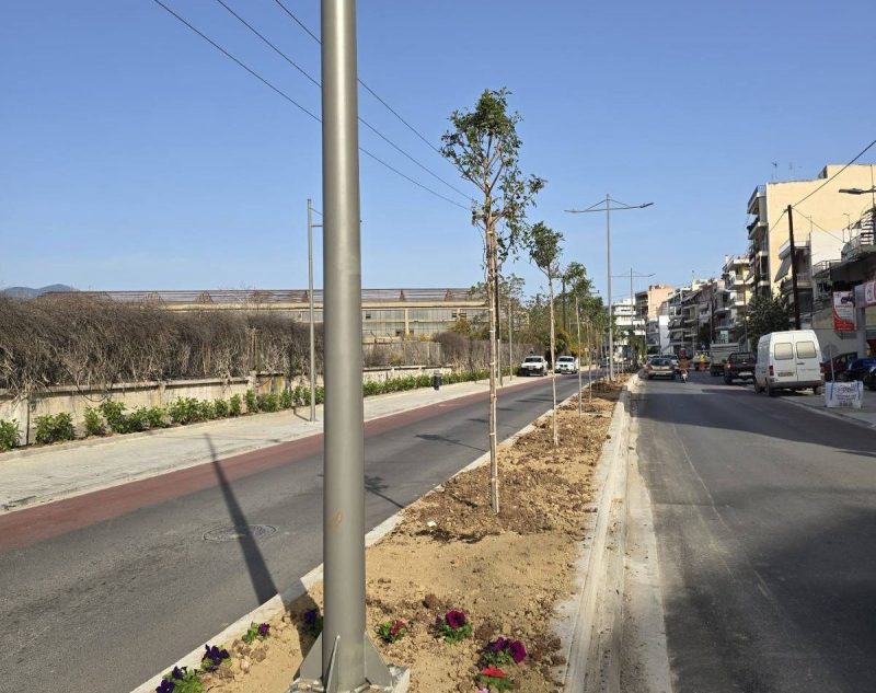 Χαλκίδα: Γιατί ο δήμος κόβει τα δέντρο στο κέντρο της πόλης Χαλκίδα: Γιατί ο δήμος κόβει τα δέντρο στο κέντρο της πόλης