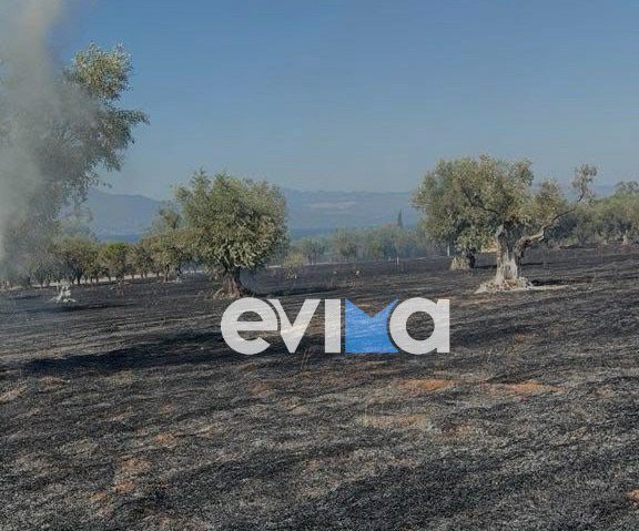 Υπό έλεγχο η φωτιά στα Λουκίσια του Δήμου Χαλκιδέων Υπό έλεγχο η φωτιά στα Λουκίσια του Δήμου Χαλκιδέων