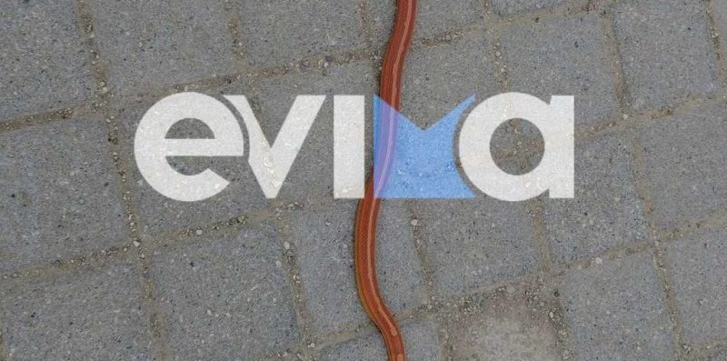 Πανικός με τα φίδια στην Εύβοια: Νέο περιστατικό σε αυλή σπιτιού Πανικός με τα φίδια στην Εύβοια: Νέο περιστατικό σε αυλή σπιτιού