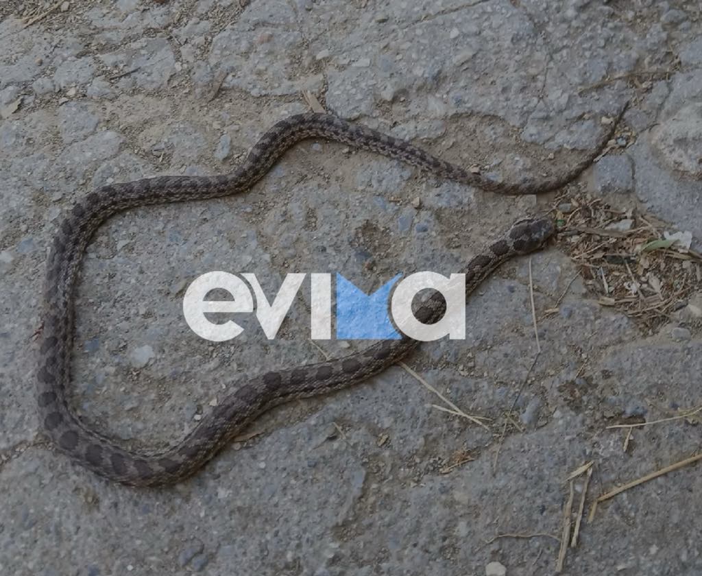 «Χαμός» με τα φίδια στην Εύβοια: Ακόμα ένα περιστατικό σε σπίτι «Χαμός» με τα φίδια στην Εύβοια: Ακόμα ένα περιστατικό σε σπίτι
