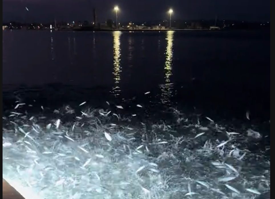 Ψάρια στον Αμβρακικό πετούν προς τη στεριά (video)