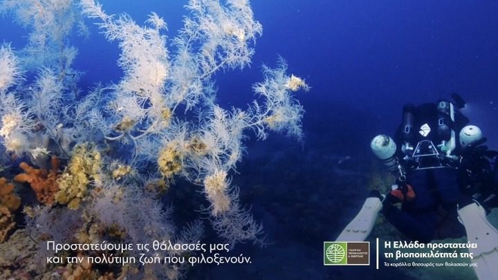 Αυτόν τον θαλάσσιο θησαυρό πασχίζει να προστατεύσει η κυβέρνηση Αυτόν τον θαλάσσιο θησαυρό πασχίζει να προστατεύσει η κυβέρνηση