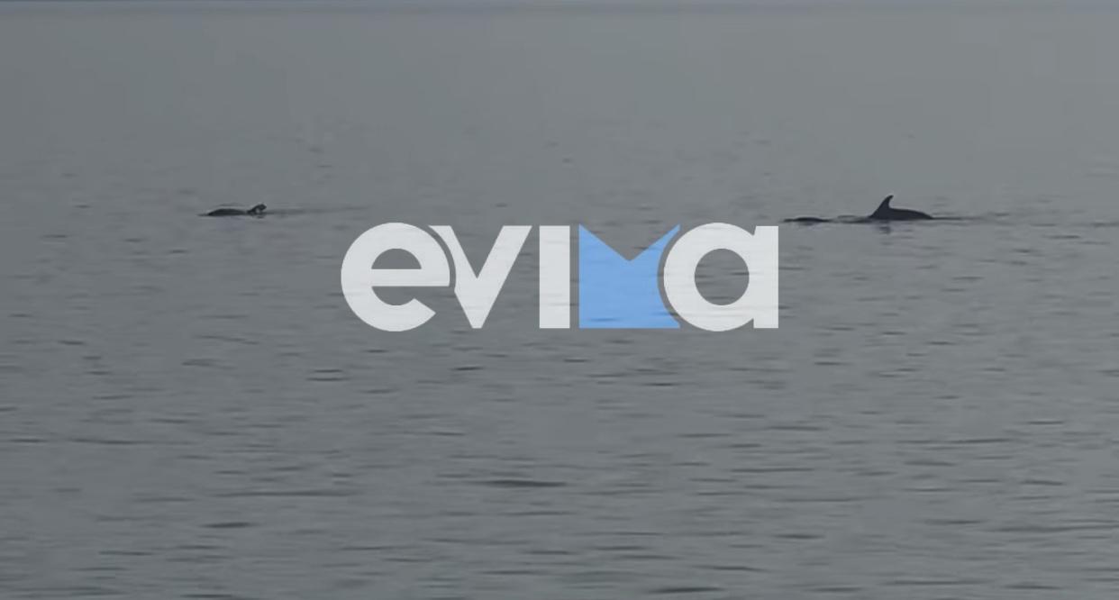 Σε αυτή την παραλία της Εύβοια θα δείτε δελφίνια Σε αυτή την παραλία της Εύβοια θα δείτε δελφίνια