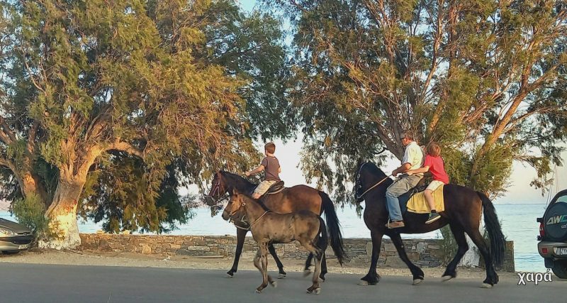 Βόλτες με άλογα στην Εύβοια: Πού θα ζήσετε την εμπειρία Βόλτες με άλογα στην Εύβοια: Πού θα ζήσετε την εμπειρία