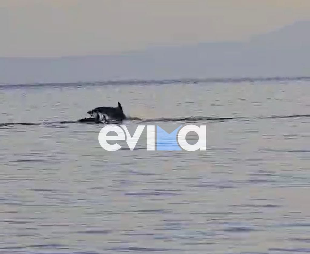 Μοναδικό θέαμα στην Εύβοια: Κοπάδι δελφινιών με τα μωρά τους εμφανίστηκαν στις Ροβιές – Δείτε βίντεο Μοναδικό θέαμα στην Εύβοια: Κοπάδι δελφινιών με τα μωρά τους εμφανίστηκαν στις Ροβιές – Δείτε βίντεο