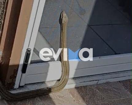 Τρόμος στην Εύβοια: Φίδι προσπαθεί να μπει μέσα σε σπίτι – Εικόνα Τρόμος στην Εύβοια: Φίδι προσπαθεί να μπει μέσα σε σπίτι – Εικόνα