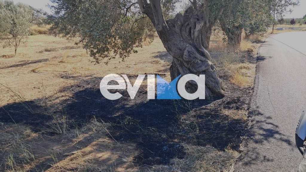 Νέα φωτιά στην Εύβοια δίπλα σε κεντρικό δρόμο – Συναγερμός στην Πυροσβεστική Νέα φωτιά στην Εύβοια δίπλα σε κεντρικό δρόμο – Συναγερμός στην Πυροσβεστική