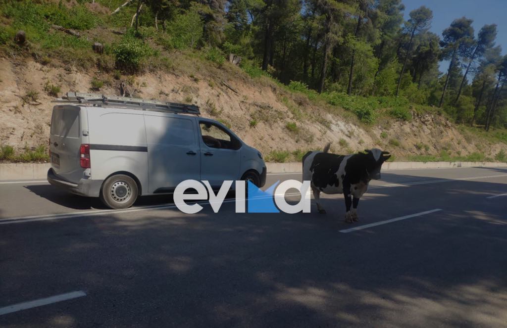 Έκτακτη προειδοποίηση: Τεράστιος κίνδυνος σε κεντρικό δρόμο της Εύβοιας – Φωτογραφίες Έκτακτη προειδοποίηση: Τεράστιος κίνδυνος σε κεντρικό δρόμο της Εύβοιας – Φωτογραφίες