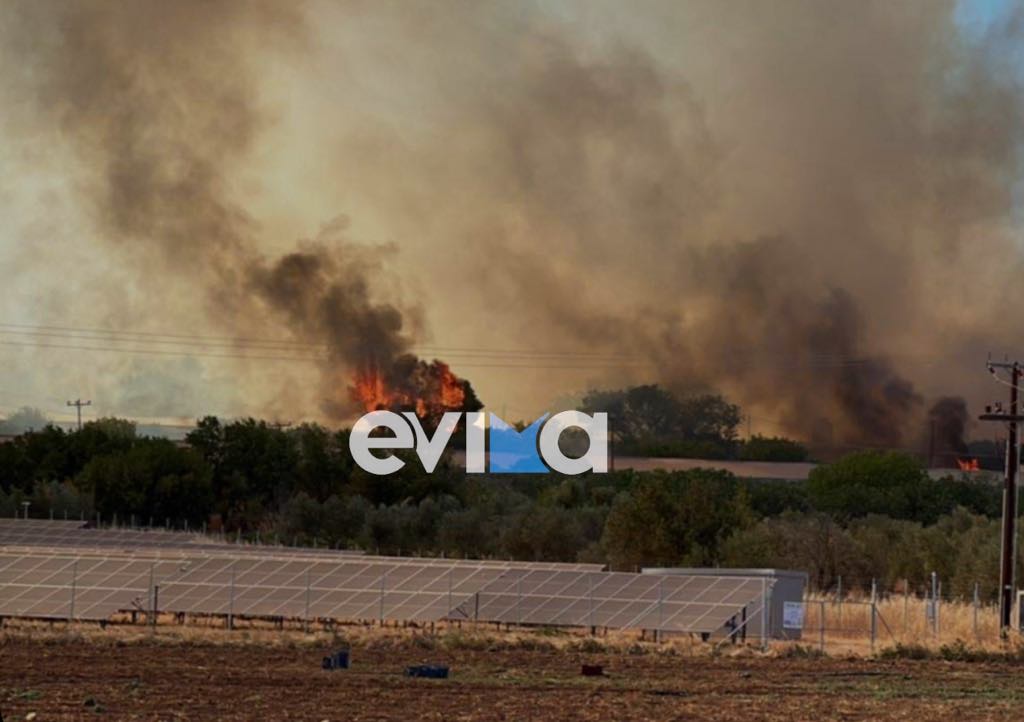 Φωτιά στην Εύβοια: Τραγικός απολογισμός- Κάηκαν χιλιάδες ζώα Φωτιά στην Εύβοια: Τραγικός απολογισμός- Κάηκαν χιλιάδες ζώα