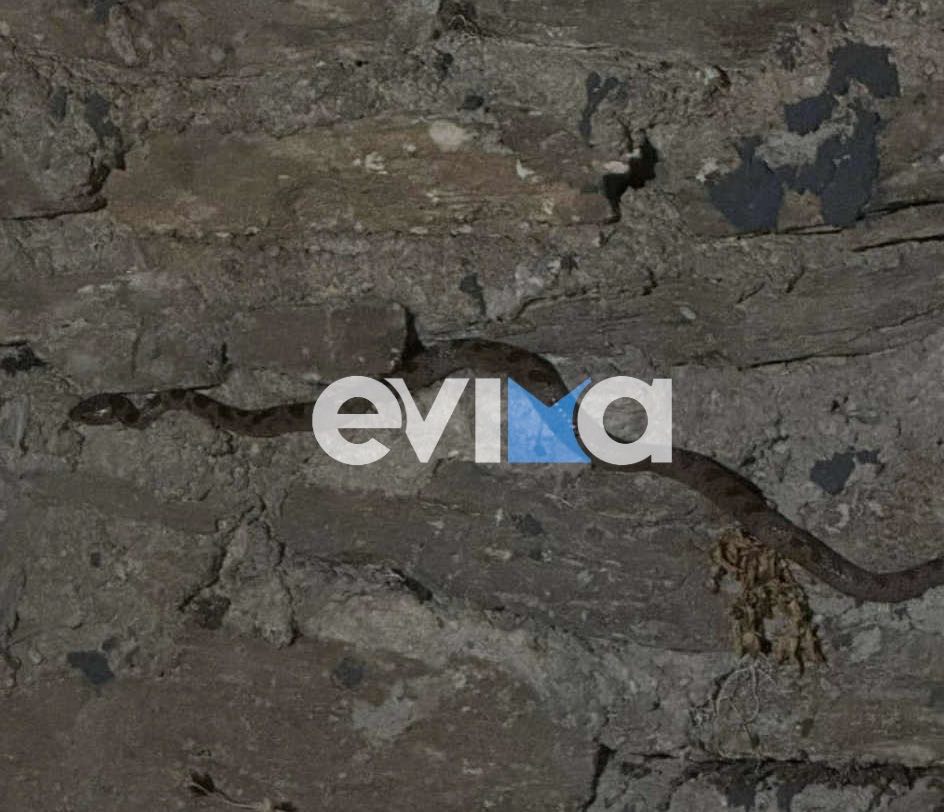 Νέο περιστατικό με φίδι στην Εύβοια: Πήγε να μπει μέσα σε σπίτι (εικόνα) Νέο περιστατικό με φίδι στην Εύβοια: Πήγε να μπει μέσα σε σπίτι (εικόνα)