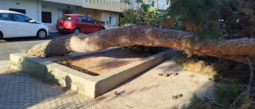 Παραλίγο τραγωδία στην Κρήτη – Πεύκο κατέρρευσε σε παιδική χαρά λίγα μέτρα από παιδιά Παραλίγο τραγωδία στην Κρήτη – Πεύκο κατέρρευσε σε παιδική χαρά λίγα μέτρα από παιδιά